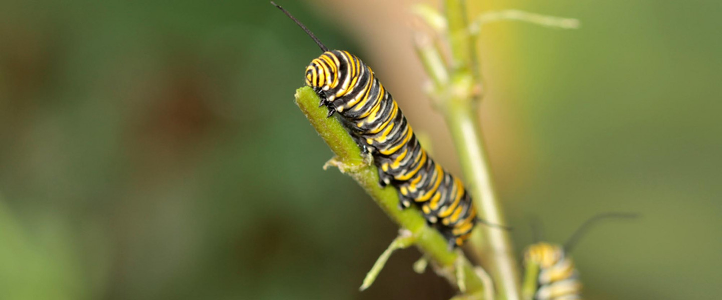 Tele-Therapy in Murrieta, CA