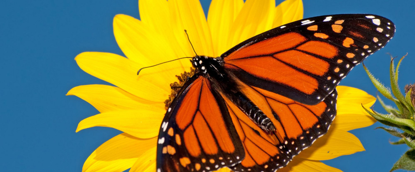 Online Therapy in Murrieta, CA